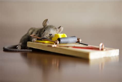 Rodent Control Services | Adios Pest Control