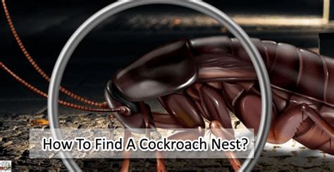 How To Find A Cockroach Nest? What is a Cockroach Nest?