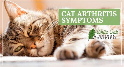 Learn About Cat Arthritis Symptoms & How to Help