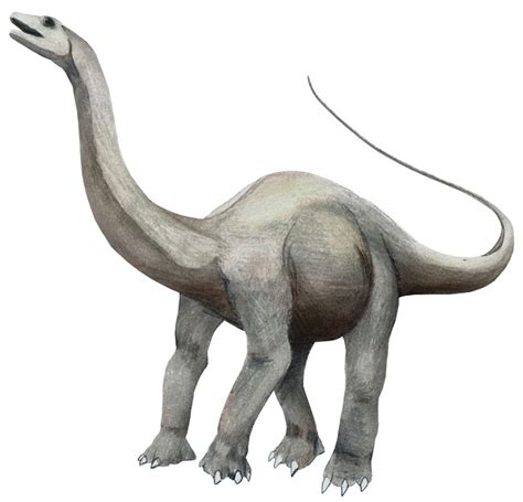 Apatosaurus Facts, Behavior, Adaptation and Species