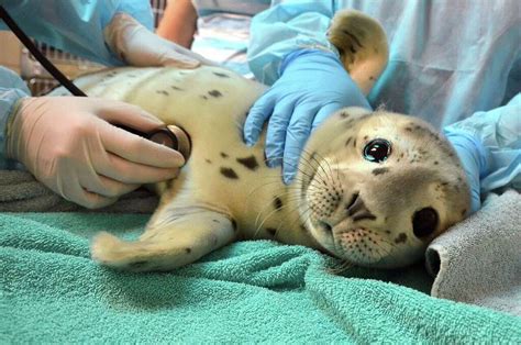 Baby seals are dying. It's because of stupid people.