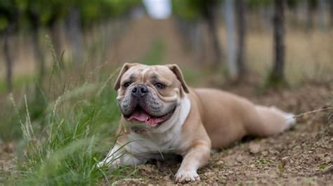 Poppy the Prairie Dog Celebrates Every Time Her Dad Says Her Name and It's Adorable - Parade Pets