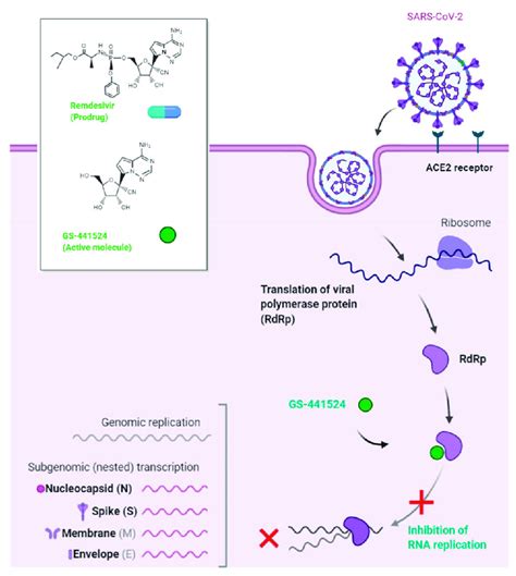 The potential mechanism of action of Remdesivir against coronavirus ...