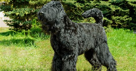 Giant Schnauzer Protection Dogs | Giant Schnauzer Family Protection ...