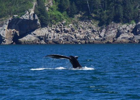 Alaska Whale Watching Guide: Best Time and Place to See Whales - Andrea Kuuipo Abroad