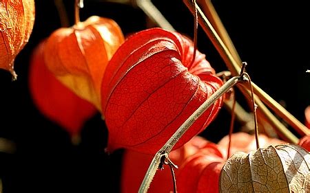 Dried Vibrant Orange Japanese Lanterns 30 Bells Delicate