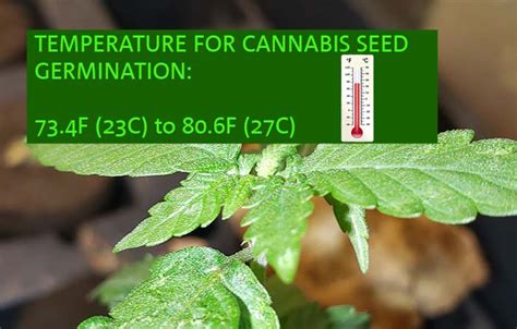 The Ultimate Guide to Cannabis Seed Germination