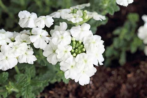 How to Grow and Care For Verbena | Gardener's Path