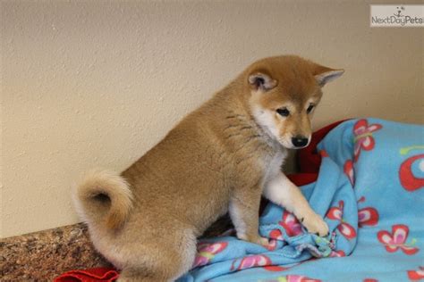 Shiba Inu Breeders Near Me - 41 How To Make More Design By Doing Less