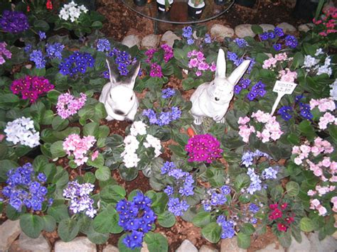 Indoor Plants For The Holidays - African Violets | hubpages