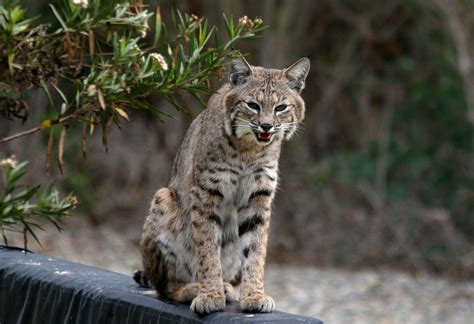 El lince rojo o gato montés de Norteamérica es un mamífero carnívoro de ...