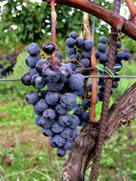 Tuscan Grapes Photograph by Mary Capriole