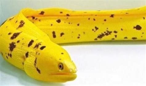 A so called banana eel - a rare occasion that only appears due to the ...