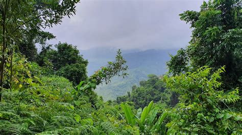 Relaxation Méditation en Immersion dans la Jungle Amazonienne 1 heure - YouTube