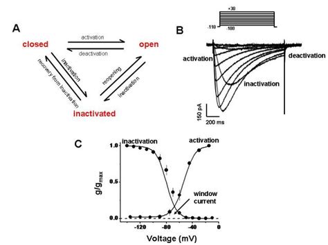 Key functional properties of T–type calcium channels. A. Simplified... | Download Scientific Diagram