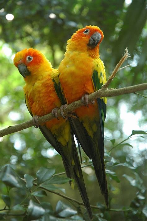 Sun conure - Wikipedia