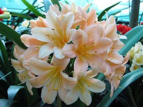 Clivia miniata, 'Specially Selected', 'Pink Symphony' Seeds £5.95 from Chiltern Seeds - Chiltern ...