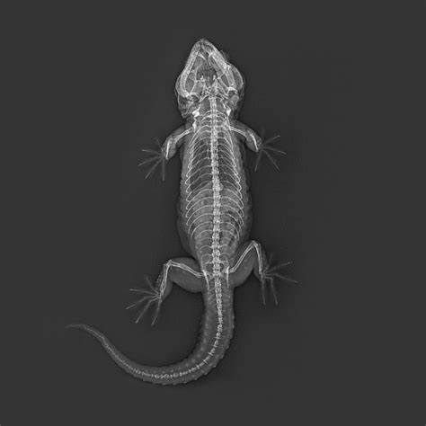 ZSL London Zoo shares animal X-rays - BBC News