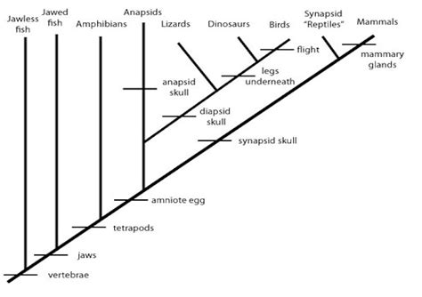 Hominid Cladogram