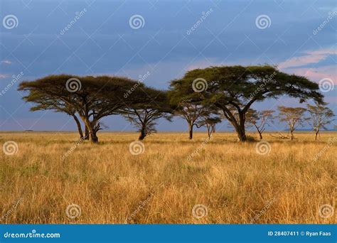 Acacia Tree Group at Sunset Stock Image - Image of clouds, group: 28407411