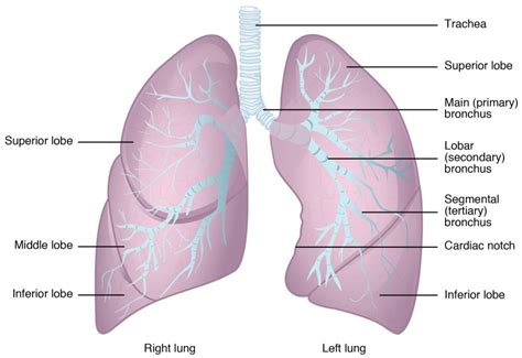 Anatomy and Physiology of Lungs - Solution Parmacy