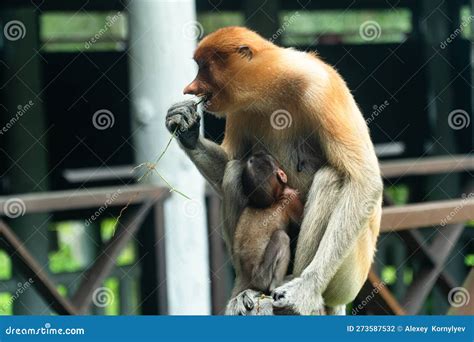 Proboscis Monkeys in Borneo. Malaysia. Stock Photo - Image of tropics, endemic: 273587532