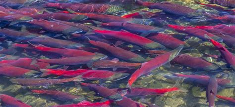 Sockeye salmon, Katmai National Park, Alaska, USA - Art Wolfe