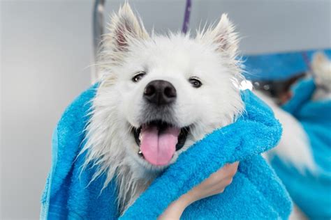 Samoyed Grooming: 6 Expert Tips (With Hairstyles) | Pet Keen