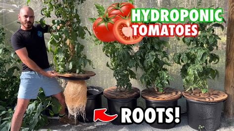 How to Grow Kratky Hydroponic Tomatoes - YouTube