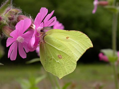 Brimstone butterfly - Insect Week