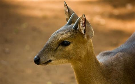 List Of Wildlife Sanctuaries In Goa - Route, Entry Fee, Animal, Guide