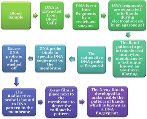 Steps in DNA fingerprinting technique. | Download Scientific Diagram