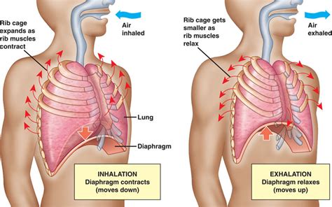 human biology - What is the inlet/outlet speed of air going in/out of our mouth during ...