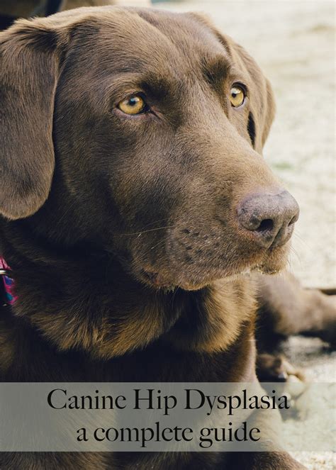 Hip Dysplasia In Dogs - Testing, Treatments and Symptoms