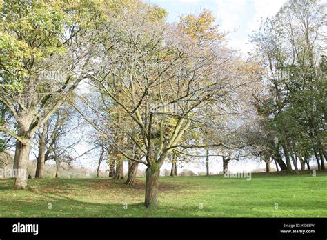 Sefton Park, Autumn time Stock Photo - Alamy