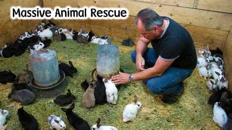 Massive Rabbit Rescue - Over 350 Rabbits Come in to the Farm - Vlog ...