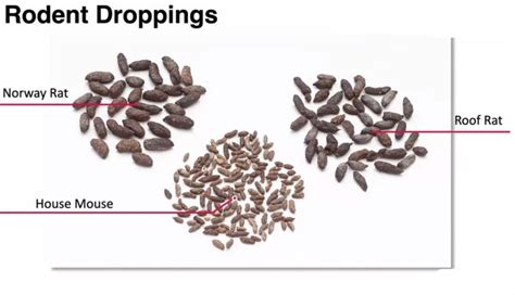 Mouse Poop vs Rat Poop - Identify & Clean up Droppings | Pestcheck | Blog