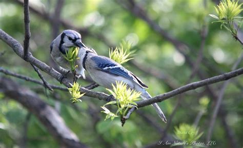 Blue Jay feeding in our back garden! | Christian photography, Blue jay ...