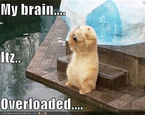 Brain Overload | My brain.... Itz.. Overloaded.... Animal Captions, Funny Animals With Captions ...