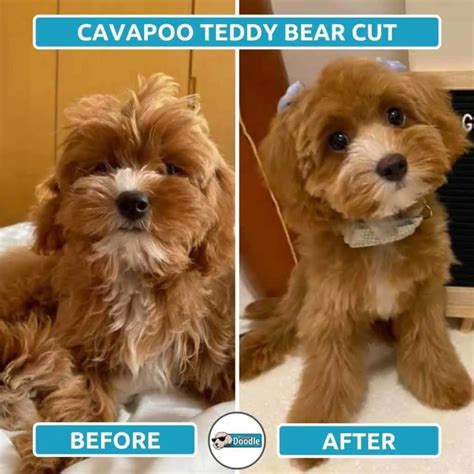 Cavapoo Haircuts: Before & After Grooming Style Photos!