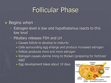 PPT - Human Endocrine & Reproductive System PowerPoint Presentation - ID:318766