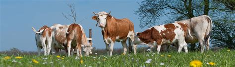 Ruminants - MSD Animal Health Australia