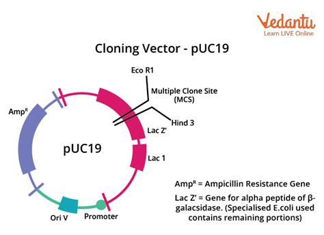 Cloning Vector and Expression Vector | Learn Important Terms and Concepts