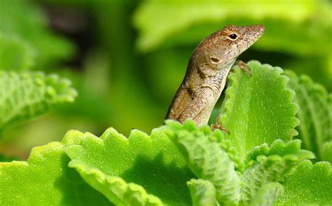 Brown Anole Lizard 10 Photograph by Amy Spear