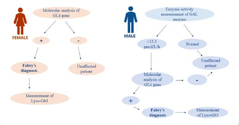 Fabry's disease diagnostic protocol. | Download Scientific Diagram