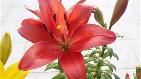 Asiatic Lily Care Deadheading : Growing Asiatic Lilies - The Easy-care ...