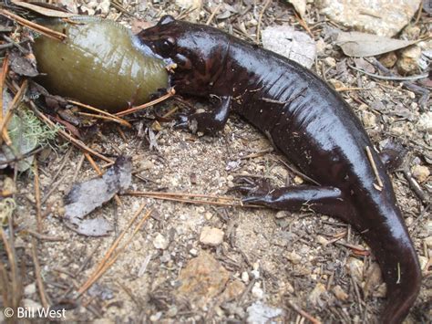 Salamander Behavior and Life History - Feeding and Predators