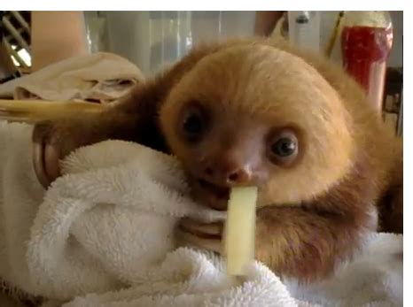 baby sloth eating cheese string | Sloths funny, Cute baby sloths, Sloth ...