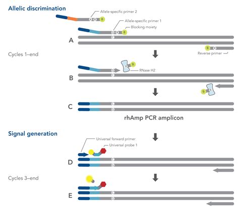 SNP Genotyping | IDT