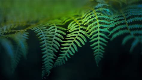 Fern HD Wallpaper | Background Image | 2560x1440 | ID:191228 ...